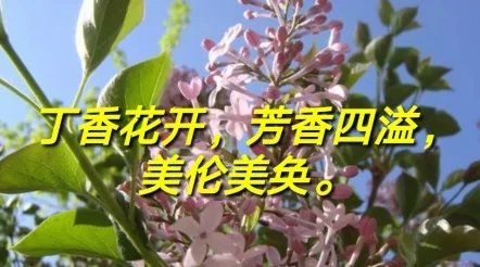 狠狠色丁香久久婷婷综合五月：最新动态揭示了该领域的趋势变化，吸引了众多关注与讨论，值得深入了解