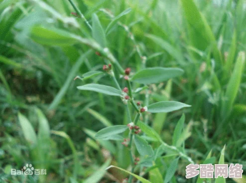 撒尿肥大BBwBBwBBw撒尿:最新研究揭示其对植物生长的积极影响与生态环境的潜在贡献 撒尿肥大BBwBBwBBw撒尿:最新研究揭示其对植物生长的积极影响与生态环境的潜在贡献