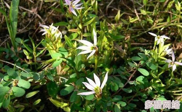 撒尿肥大BBwBBwBBw撒尿:最新研究揭示其对植物生长的积极影响与生态环境的潜在贡献 撒尿肥大BBwBBwBBw撒尿:最新研究揭示其对植物生长的积极影响与生态环境的潜在贡献